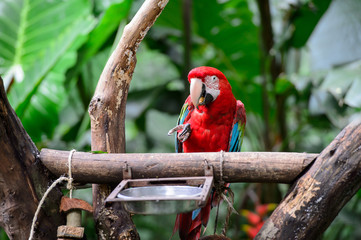 Parrot in bird park, Iguazu, Brazil