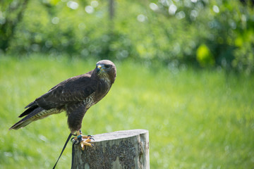 Common Buzzard