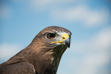 Common Buzzard