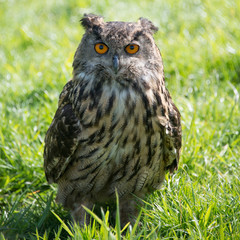 European Eagle Owl