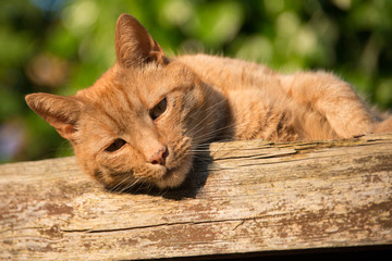 Ginger tomcat
