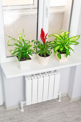 Heating white radiator  with flower and window.