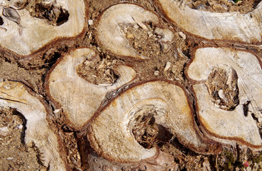 Tree stump from the top