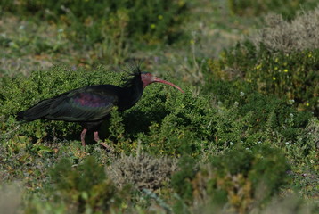 Waldrapp (Geronticus eremita)