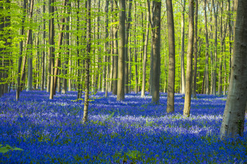 blue and green / colorful bluebells forest