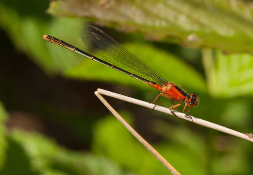 Rambur's Forktail