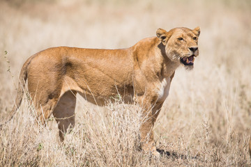 Naklejka na ściany i meble Lion in Serengeti