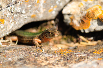 Lagartija Ibiza