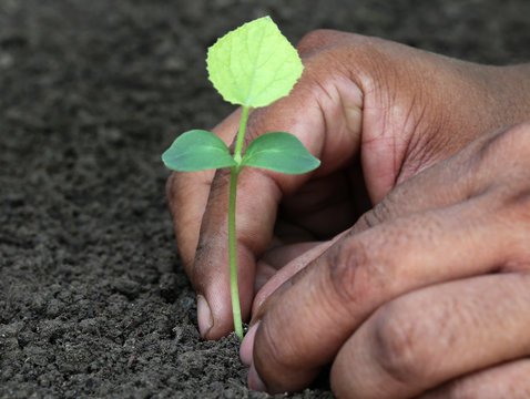 Planting phalsa seedling