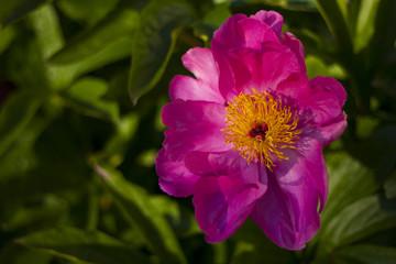 intense pink flower paeonia broteroi