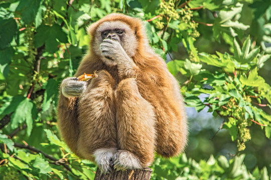 White-handed gibbon (Hylobates lar) eating