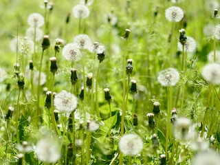 Dandelions on green meadow
