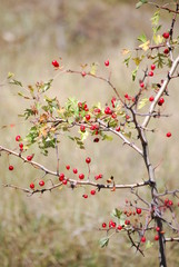 Hawthorn in the autumn