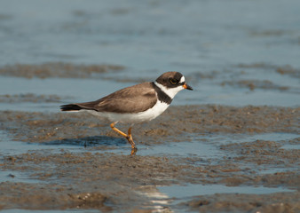 Semipalmated Plover