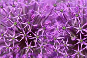 Purple onion flowers background