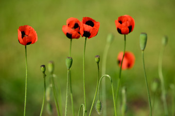 Poppy flowers on green meadow