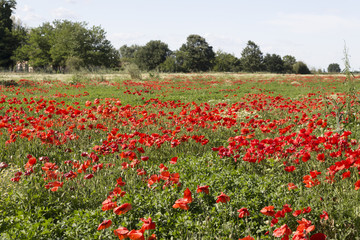 Fototapeta na wymiar Red poppies fields