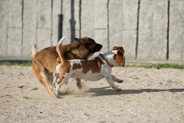 Dogs playing on the sand