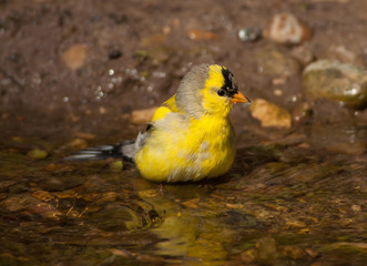 Bathing American Goldfinch