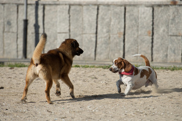Dogs playing on the sand