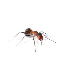 red ant isolated on white background