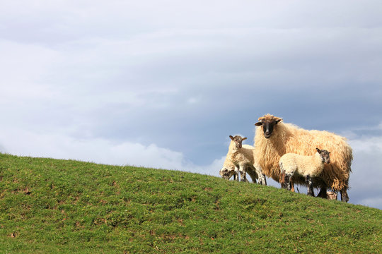 oveja con corderos pa&iacute;s vasco 4820-f14