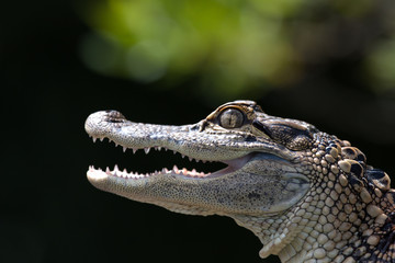 Fototapeta premium Portrait of a young alligator