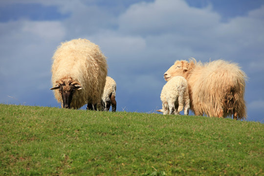 ovejas con corderos pa&iacute;s vasco 4846-f14