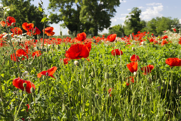 Red poppies fields