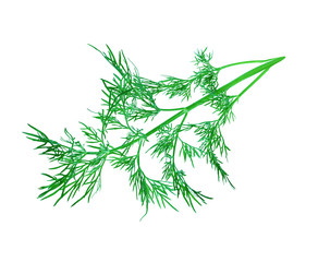 dill herb leaf isolated