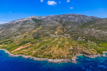 Obraz premium Dingac vineyards on Peljesac peninsula
