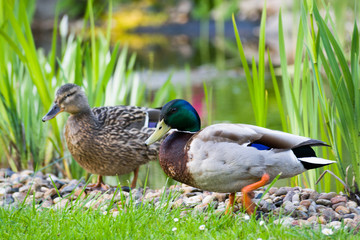 Stockente
