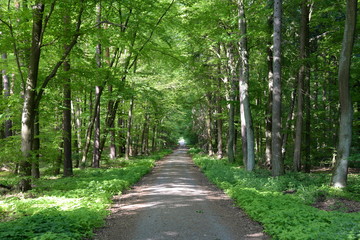 Waldweg im Frühling
