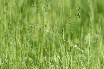 Green grass background