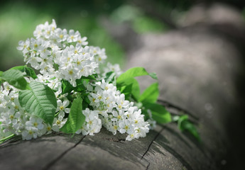 White spring flowers