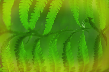 Fern leaf background