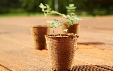 Young tomato plants growing from peat pods