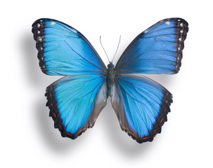 Obraz na płótnie Canvas Butterfly isolated on white.