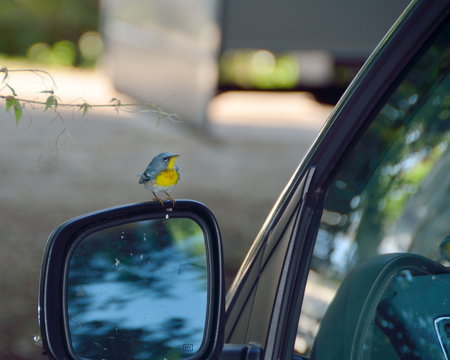 Northern Parula Wood Warbler on a car mirror