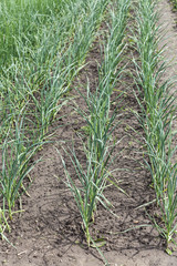 Green Onion