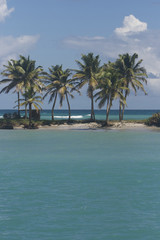 palm mayreau saint vincent and the grenadines caribbean 08