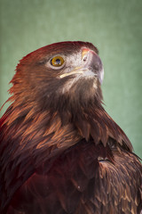 Eagle head in a medieval fair, spain