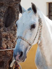 Obraz premium portrait of beautiful Andalusian white horse. close up