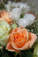 Pale Orange Rose
