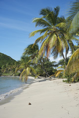palm mayreau saint vincent and the grenadines caribbean 44