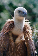 griffon vulture