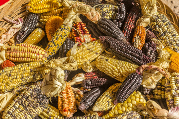 corn variety Cuzco Peru