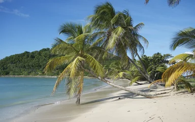 Zelfklevend Fotobehang palm mayreau saint vincent and the grenadines caribbean 47 © into the wild
