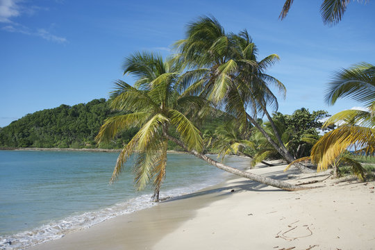 palm mayreau saint vincent and the grenadines caribbean 48
