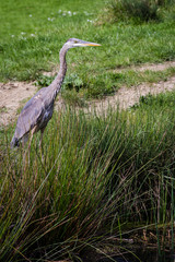 great blue heron